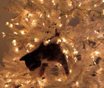 Cat in Christmas Tree